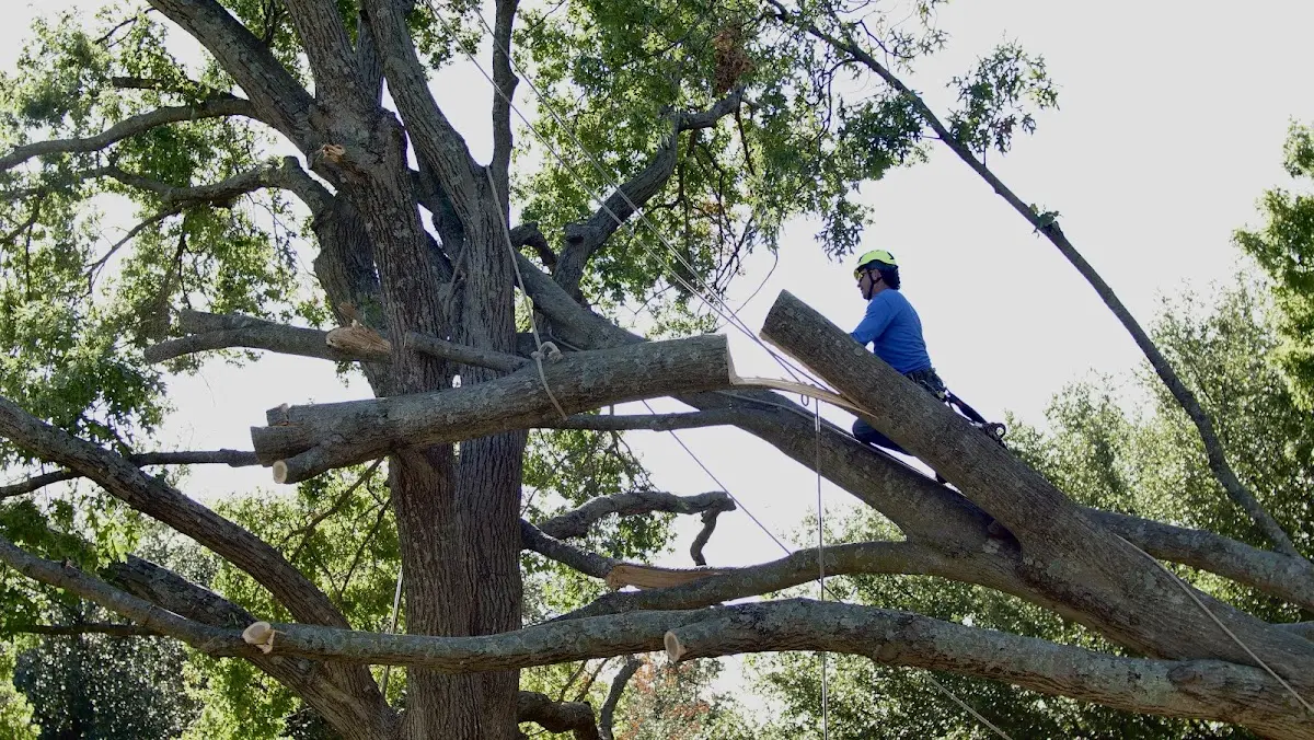 Professional Hazardous Tree Removal performed by certified arborists in Gentry