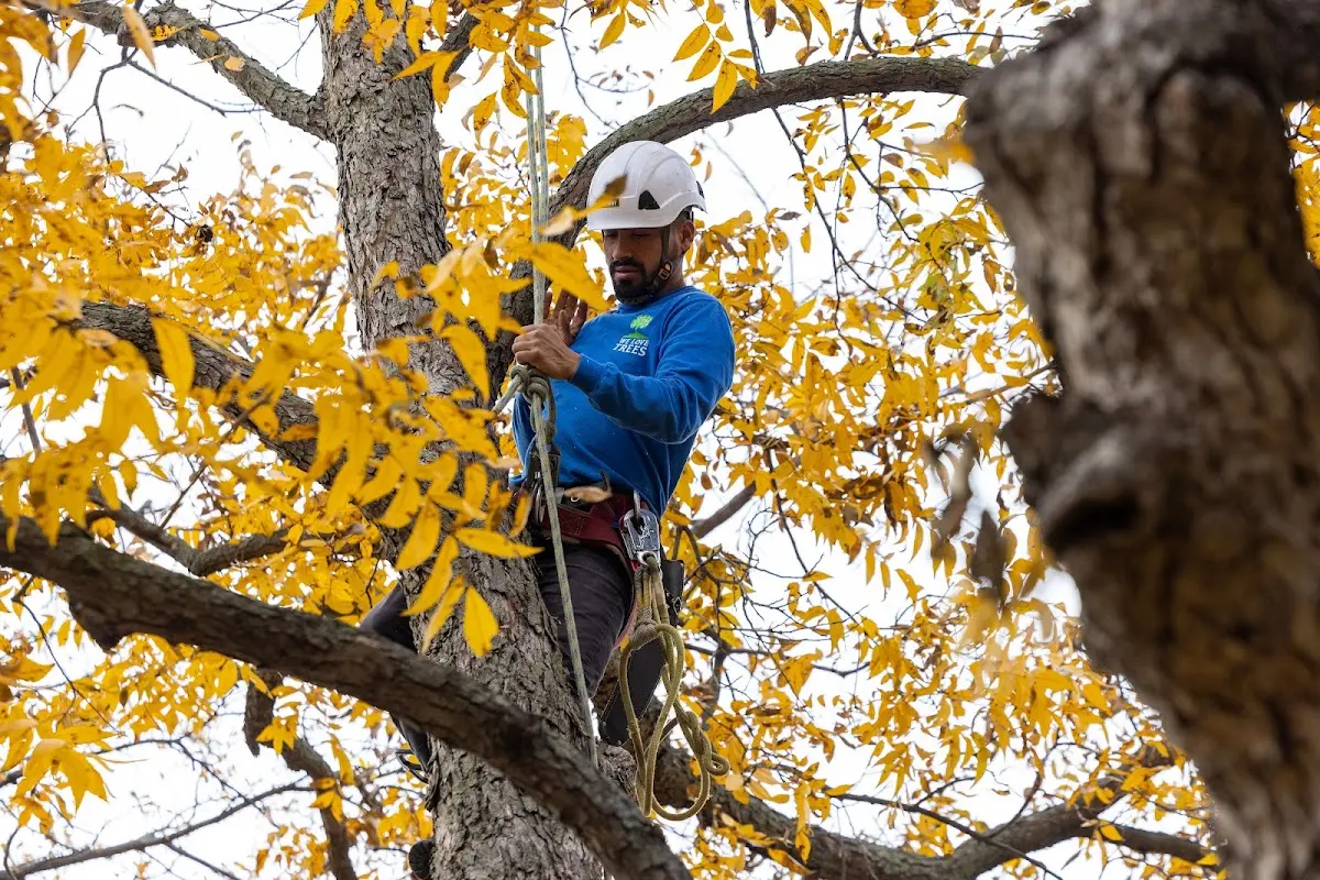 Skilled Emergency Tree Service crew working in Gentry