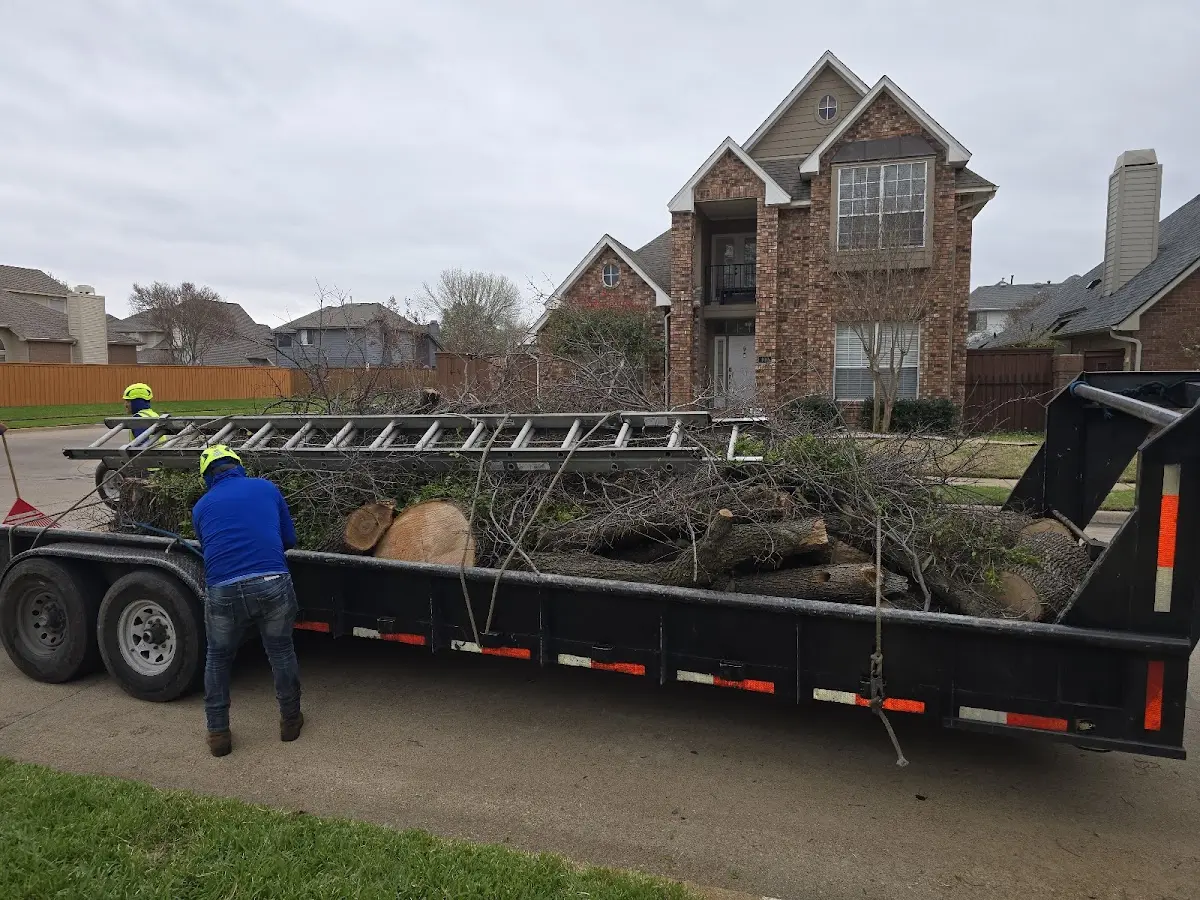 Expert Tree Removal with proper safety equipment in Gentry
